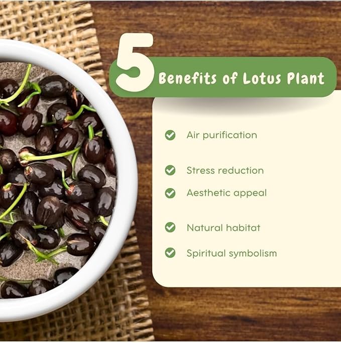 💐The Sacred Bonsai Bowl Lotus Flower💐🌸