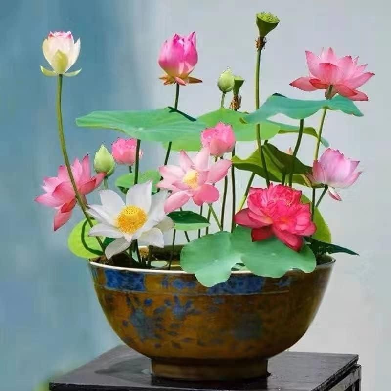 💐The Sacred Bonsai Bowl Lotus Flower💐🌸
