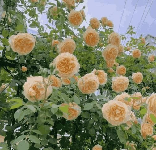 Premium Climbing Rose Flower Seeds🌹