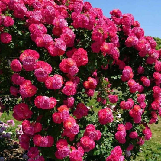 Premium Climbing Rose Flower Seeds🌹