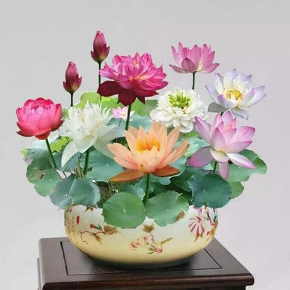 Last Day 50% OFF💐The Sacred Bonsai Bowl Lotus Flower