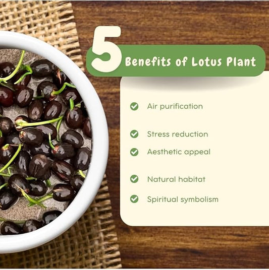 Last Day 50% OFF💐The Sacred Bonsai Bowl Lotus Flower