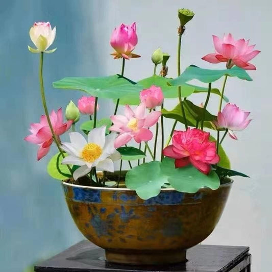 Last Day 50% OFF💐The Sacred Bonsai Bowl Lotus Flower