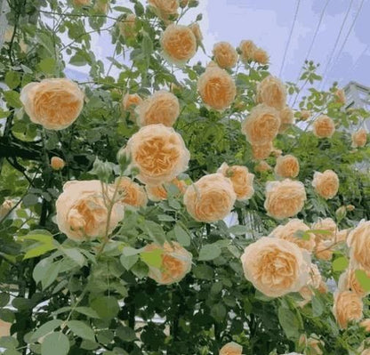 Premium Climbing Rose Flower Seeds🌹