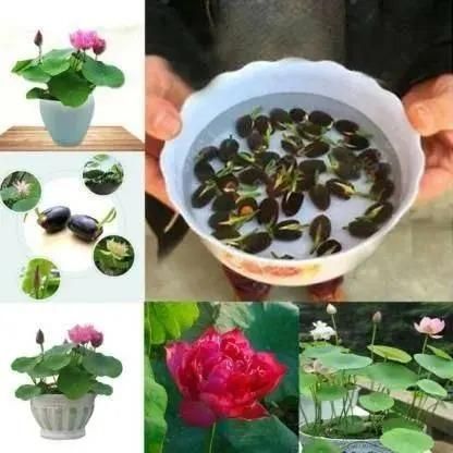 Last Day 50% OFF💐The Sacred Bonsai Bowl Lotus Flower